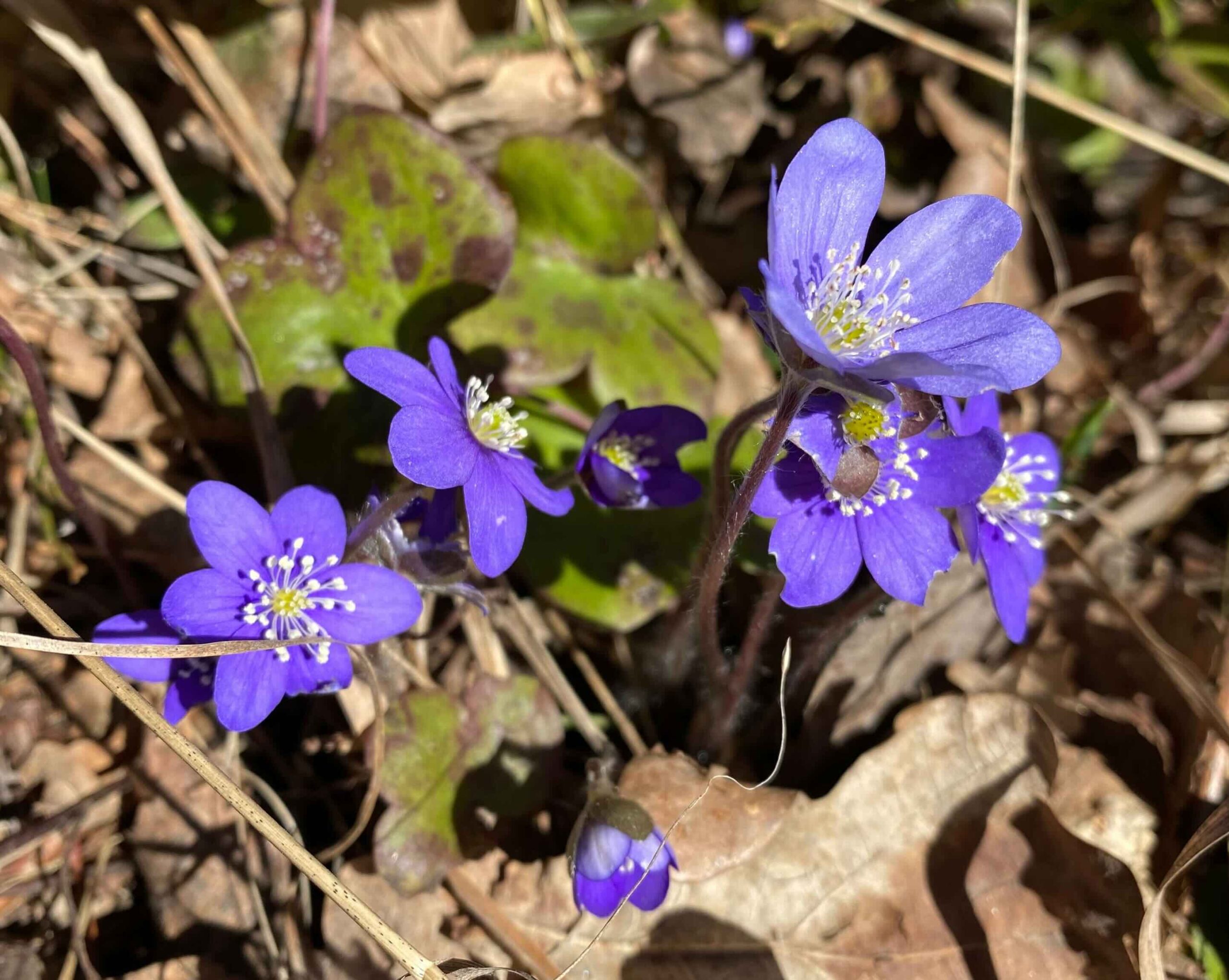 What I value - the first wood anemone in spring